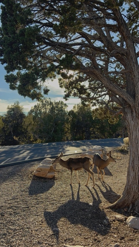 Deer in the wild